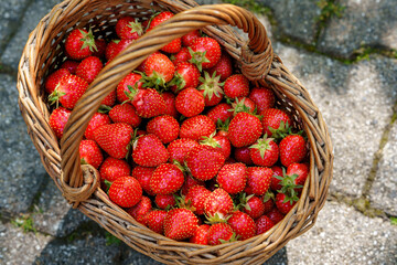 Close-up of a girl holding a big basket full of ripe, sweet strawberries. Real life, real people moment of childhood joy, harvest, and summer fun in nature.