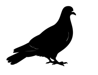 Dove in silhouette on white background side views side.