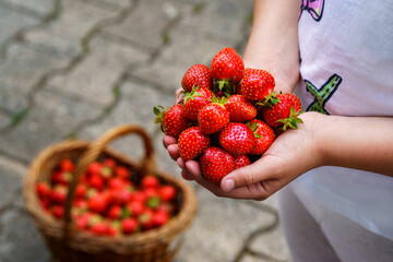Close-up of a girl holding ripe, sweet strawberries in her hand. Real life, real people moment of childhood joy, summer harvest, and outdoor fun in nature