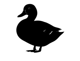 Duck in silhouette on white background side.