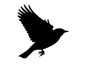 Sparrow flying birds.