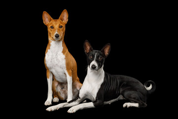 Two basenji dogs lying on an isolated black background, side view, full height, looking in camera