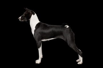 White with Red Basenji Dog Standing Isolated Black Background, side view, full length