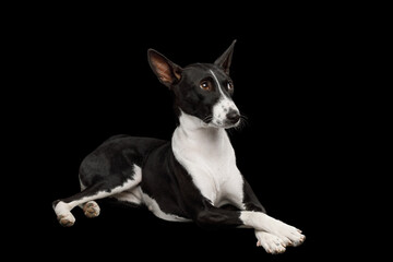 White and black basenji dog lying on an isolated black background, side view, full height, cross paws