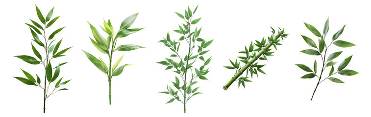 Diverse Collection of Green Leaves on Transparent Background, Isolated on Transparent, white background