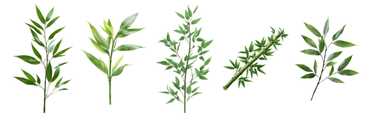 Diverse Collection of Green Leaves on Transparent Background, Isolated on Transparent, white background