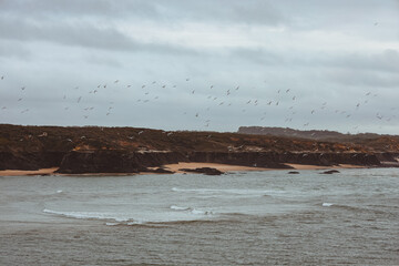 Birds in the evening near the Atlantic Ocean coast in Portugal