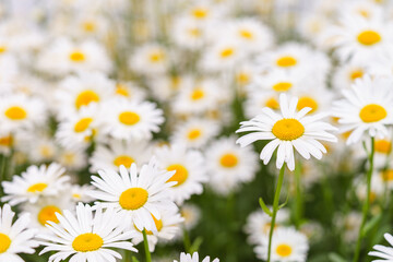 Fototapeta premium Cose up of blooming white daisies, chamomile with yellow centers growing in a lush meadow background. Oxeye daisy, Leucanthemum vulgare, Common daisy, Dog daisy. Gardening, plant breeding