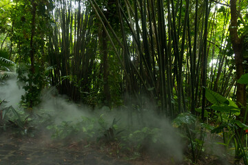 Travel through the thickets of Yanoda Park, Hainan