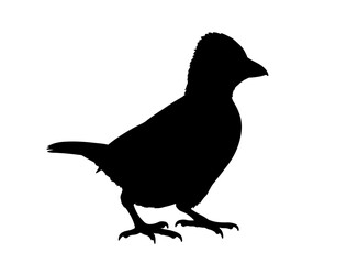  Vector image of Baliem whistler in silhollouette vector image white baclground.