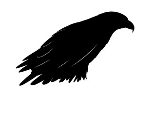 vector image of Eagle in silhouette on white background side.