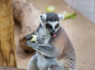 Lemur in the zoo, Warsaw, Poland