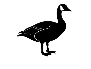 Vector image of Goose in silhouette on white background.