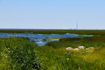 A Vibrant Wetland Landscape merges beautifully with a stunning Urban Skyline in the Background