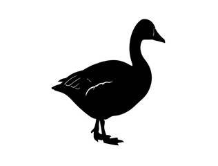 Vector image of Goose in silhouette on white background.ai