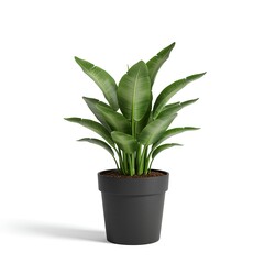 Potted plant isolated on white background