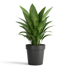 Potted plant isolated on white background