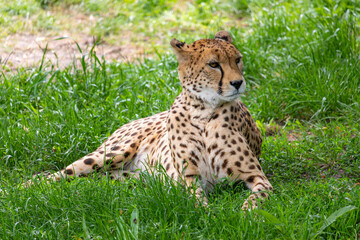 Cheetah in the zoo, Warsaw, Poland