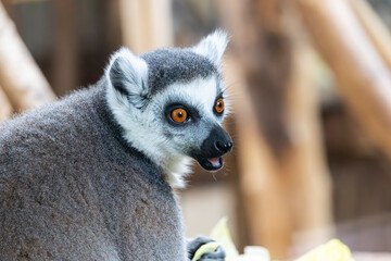 Lemur in the zoo, Warsaw, Poland © Łukasz Czajka