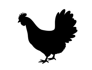Vector image of Hen in silhouette on white background side.