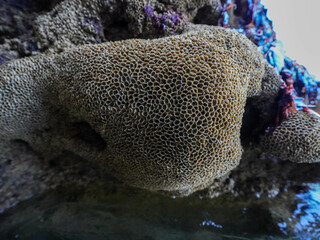 A close-up shows honeycomb-like marine life attached to the rock