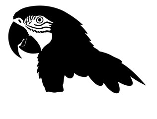 Vector image of Macaw in silhouette on white background side views side.