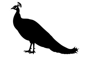 Vector image of Peacock in silhouette on white background side views.