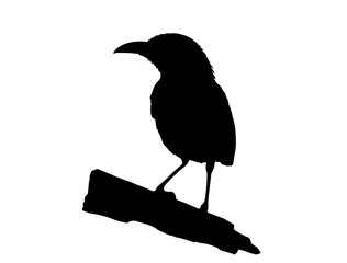 Vector image of Baltimore oriole in silhollouette vector image white baclground.