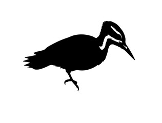 Woodpecker in silhollouette vector image white baclground.