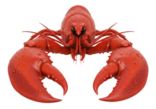 Isolated Red Lobster Seafood Delicacy