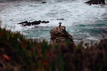Wild bird on the rocks near the shores of the Atlantic Ocean in Portugal