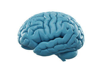 Isolated Anatomical Model of Human Brain Detailed Structure