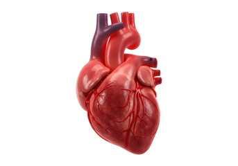 Isolated Human Heart Anatomy Organ Study