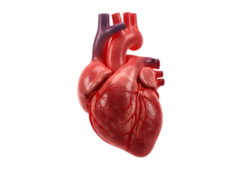 Isolated Human Heart Anatomy Organ Study