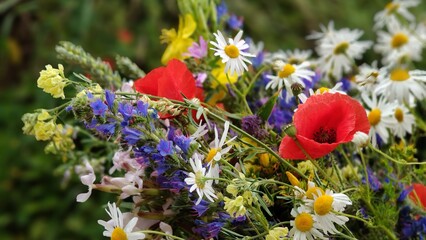 beautiful botanical shot, natural wallpaper © MARIA – Nature