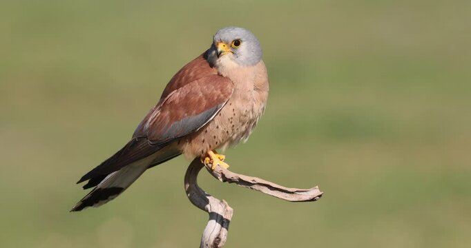Adult male Lesser kestrel on his favorite perch in his breeding area at first light