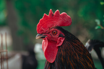 Dnepr. Chickens, beautiful domestic animals, walk around the yacht club