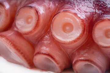 Closeup,Raw Tentacles of octopus on white background, kraken tentacles with suckers.