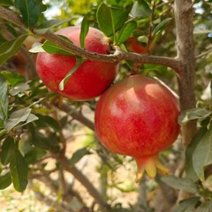 pomegranate on tree