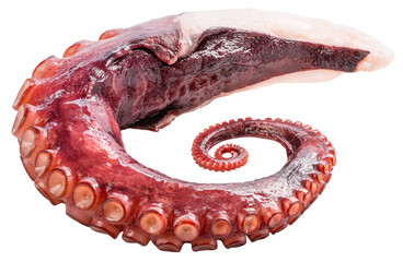 Closeup,Raw Tentacles of octopus on white background, kraken tentacles with suckers PNG File. © KT Studio