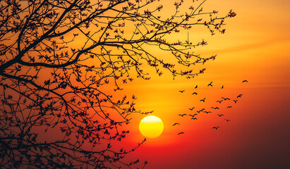 Silhouetted tree branches and flock of birds fly against a vibrant sunset sky