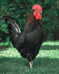 Dnepr. Chickens, beautiful domestic animals, walk around the yacht club