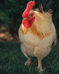 Dnepr. Chickens, beautiful domestic animals, walk around the yacht club