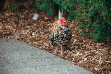 Dnepr. Chickens, beautiful domestic animals, walk around the yacht club
