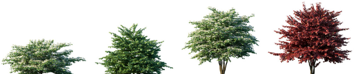 Set of Viburnum plicatum (Japanese snowball or doublefile viburnum) frontal trees and shrubs...