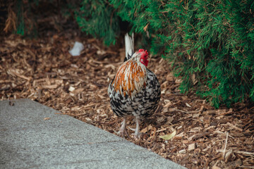 Dnepr. Chickens, beautiful domestic animals, walk around the yacht club
