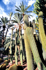Botanical garden of the huerto del cura in Elche, Alicante, Spain
