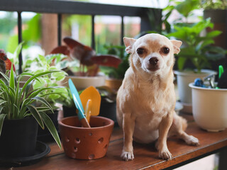brown short hair Chihuahua dog sitting on wooden table  with houseplants in plant pots  and gardening tools, looking at camera.
