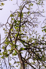 Paisaje en la Corujera, Isla de Tenerife.