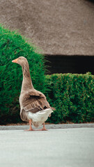 Dnepr. Geese are beautiful domestic animals, they walk around the yacht club.